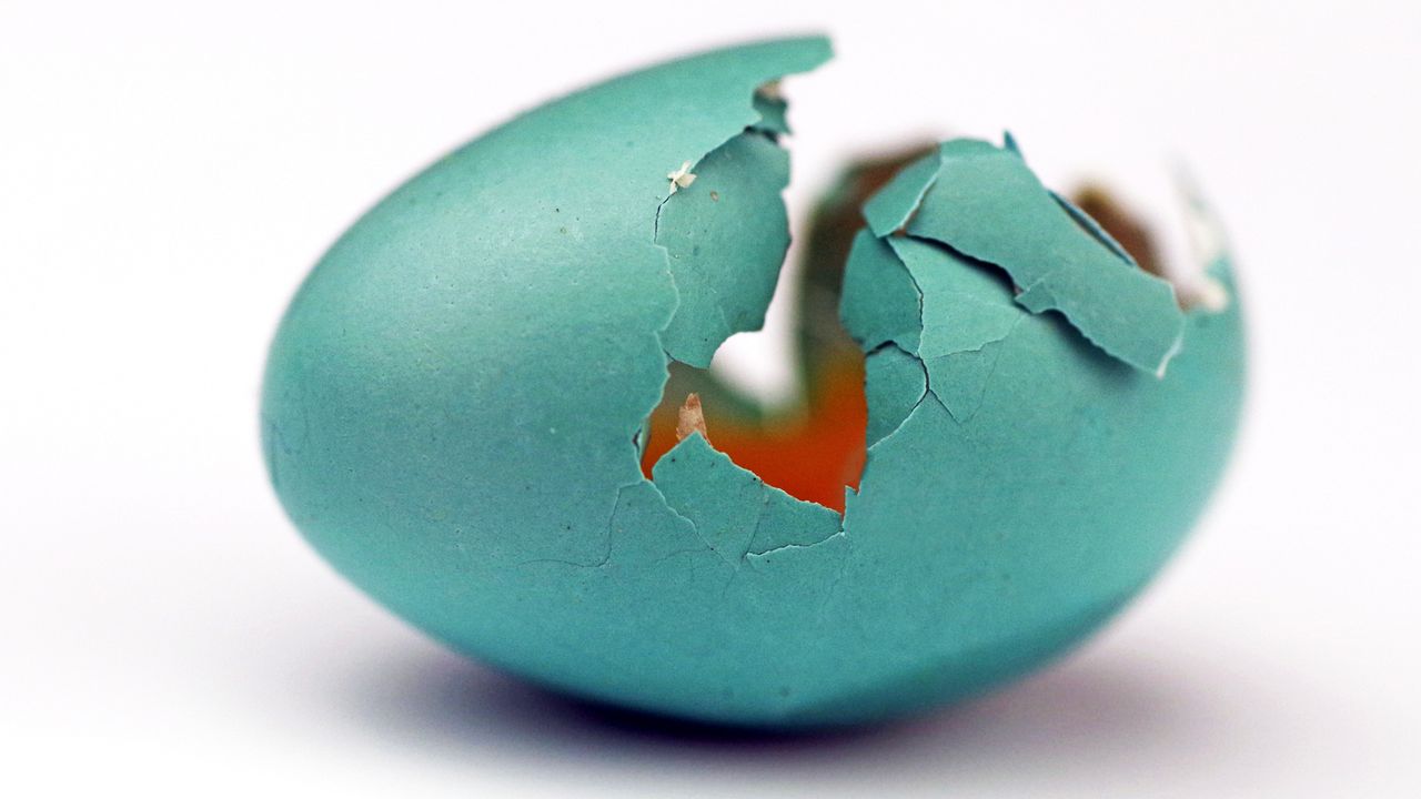 artificial egg technology - Colossal’s Artificial Egg: Inside the Race for Synthetic Wombs