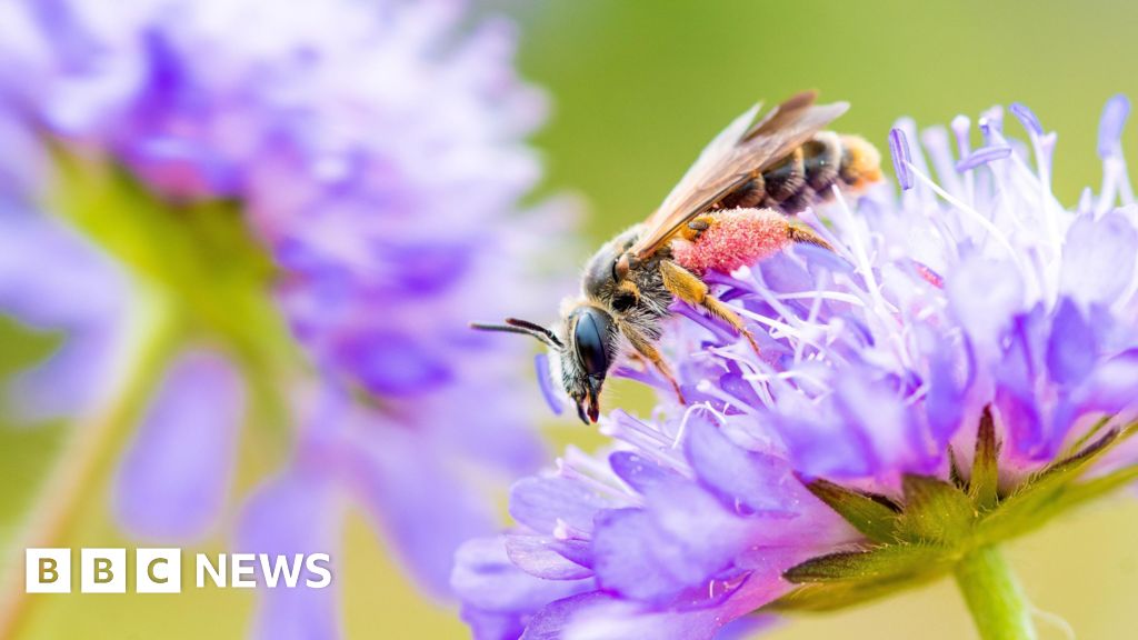 AI-powered conservation - How AI Transformed Surrey Conservation: 3-Year Project Insights