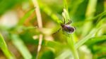 unchecked AI - Unchecked AI Risks and Tick Immunity: What You Need to Know