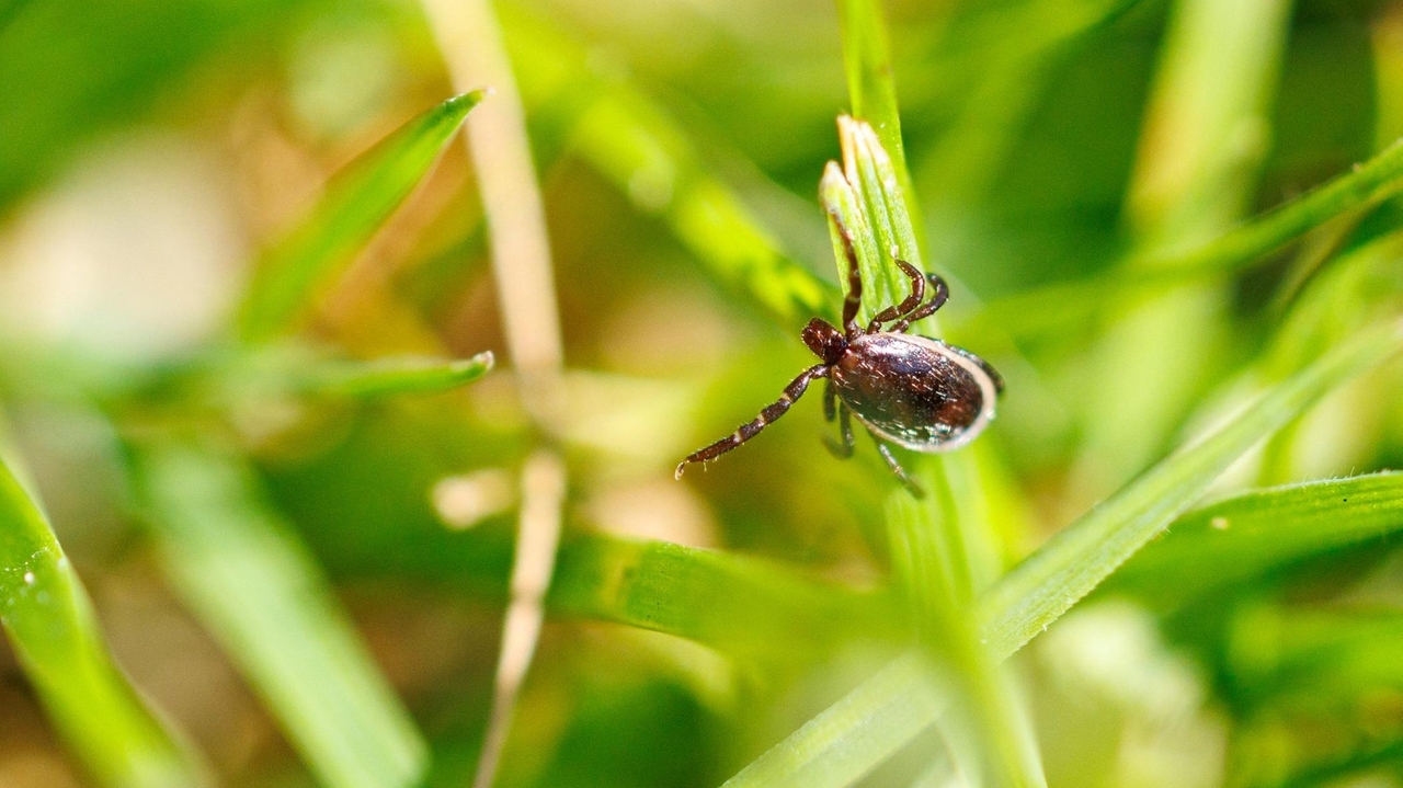 unchecked AI - Unchecked AI Risks and Tick Immunity: What You Need to Know